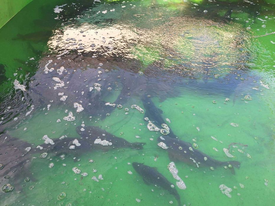 karp ryby handlowe 2-4szt kg karp handlowy świąteczny