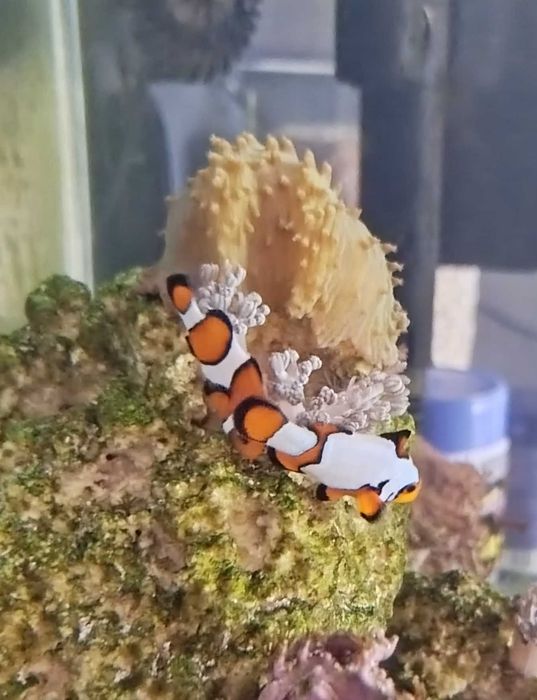 Błazenki amphiprion ocellaris para zwykły i flurry
