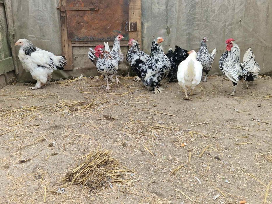 Кури бентамки дорослі