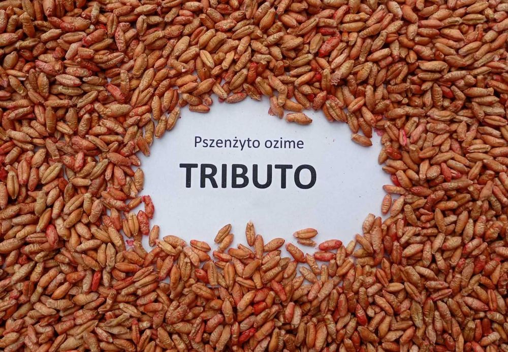 Pszenżyto ozime "TRIBUTO" C/1, materiał kwalifikowany