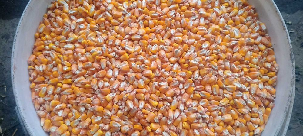 Kukurydza  sucha