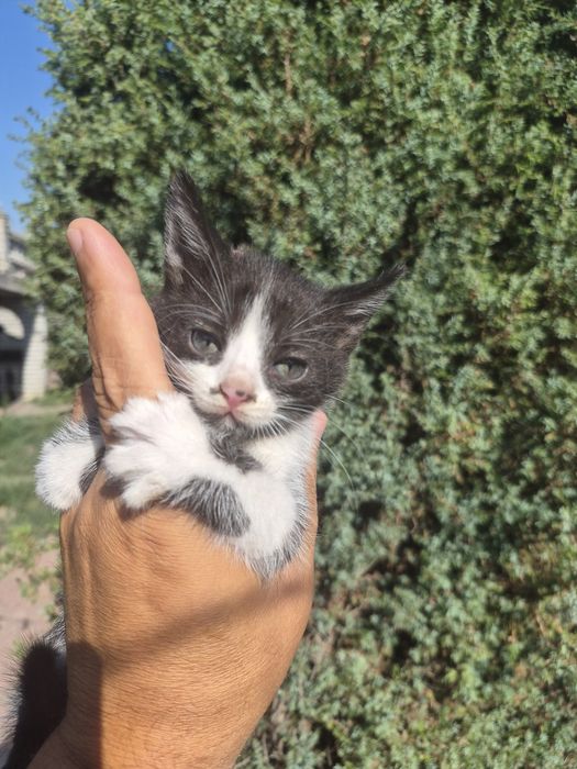 подарю котят срочно