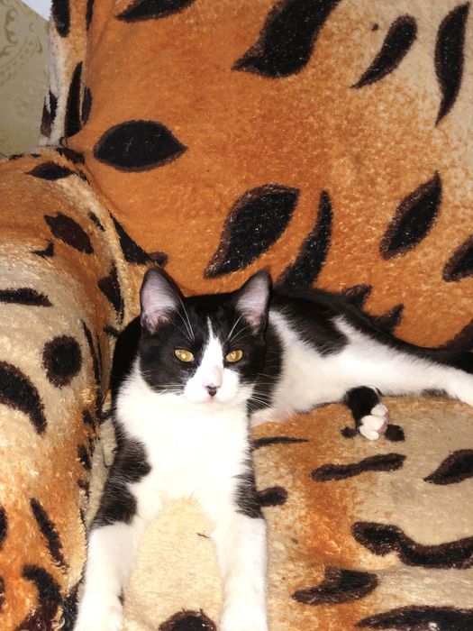 Котик 2  год Феликс бесплатно