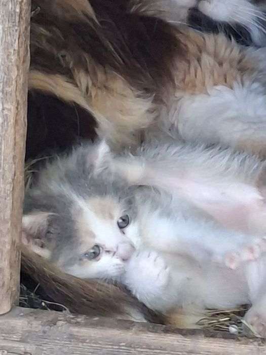 Віддам в добрі руки