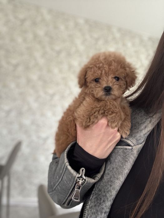 Мальтипу девочка ф2