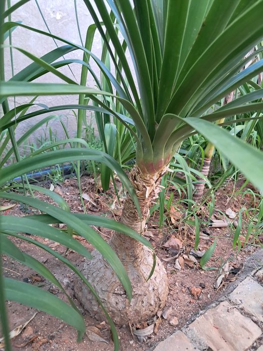 Beaucarneas recurvatas, patas de elefante