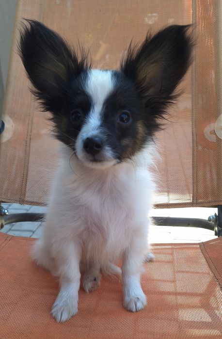 Девочка папильон