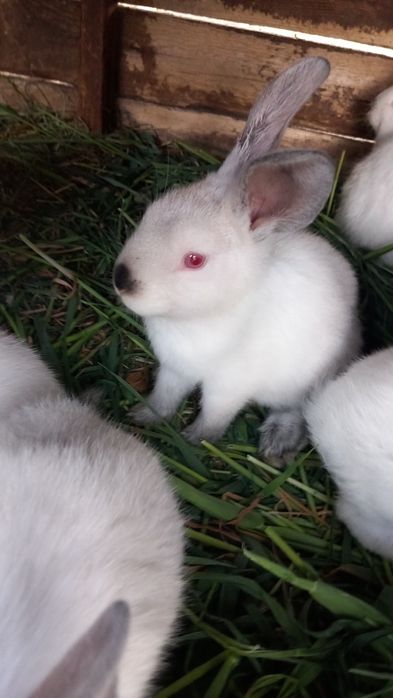 Kruliki kalifornijskie