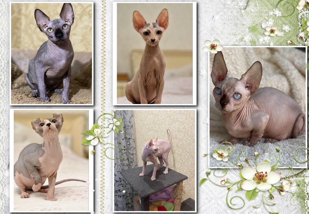 Пропоную хлопчиків та дівчат породи Канадський Сфінкс, Бомбіно та Ельф