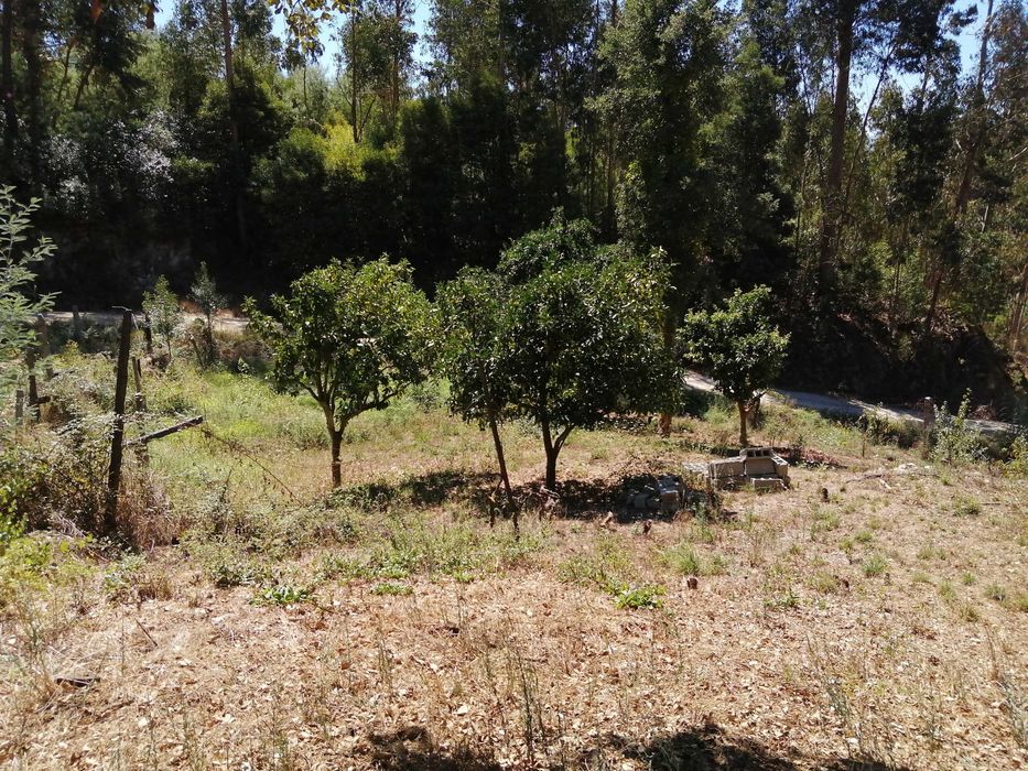 Terreno em santa marinha do zezere