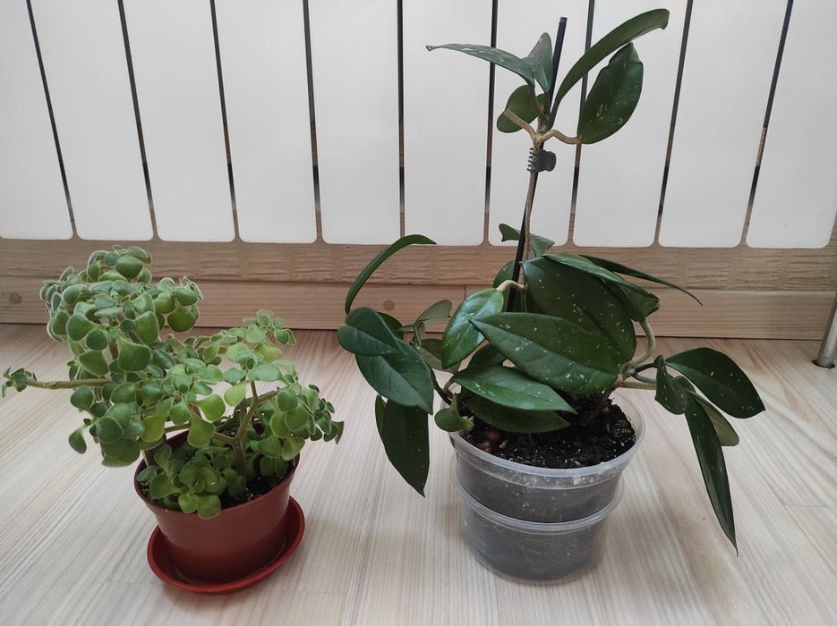 Хойя,хоя карноза,аїхрізон(дерево кохання), кімнатні рослини