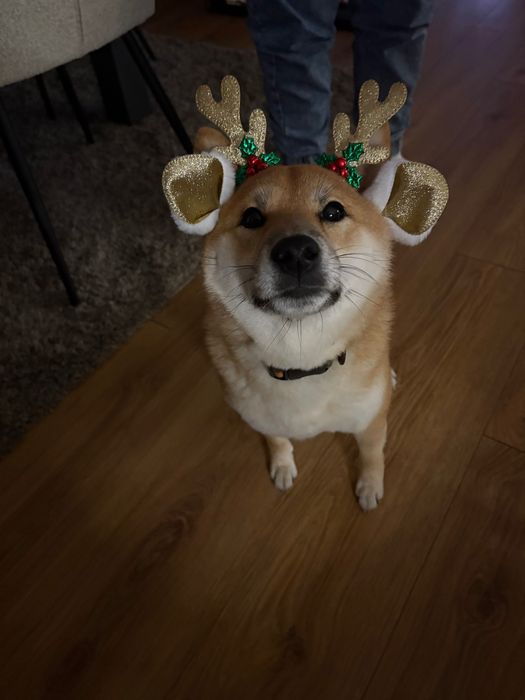 Opieka dla psa/kota/ chomika….