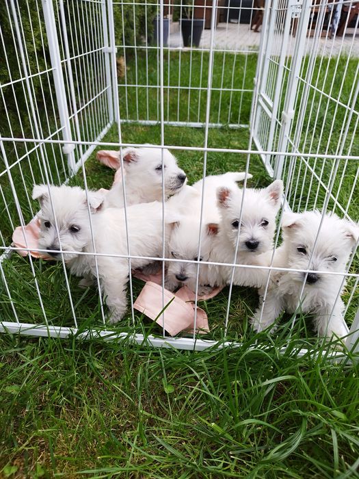 West higland white terrier