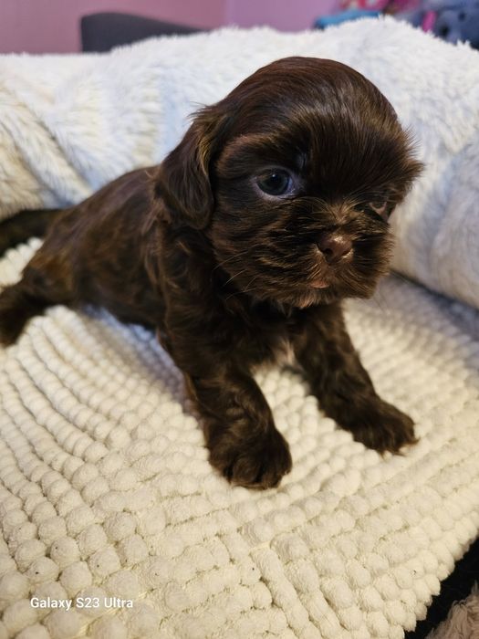 Sprzedam Shih-tzu