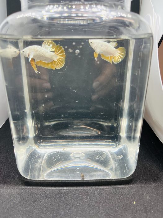 Macho betta splendens