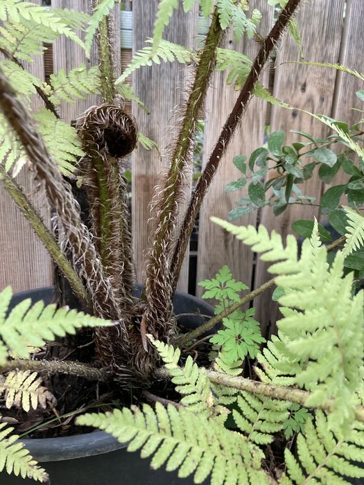Feto arboreo para jardim tropical
