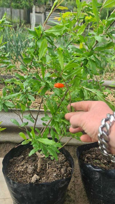 продам саженці граната двох річні в контейнері є вайбер