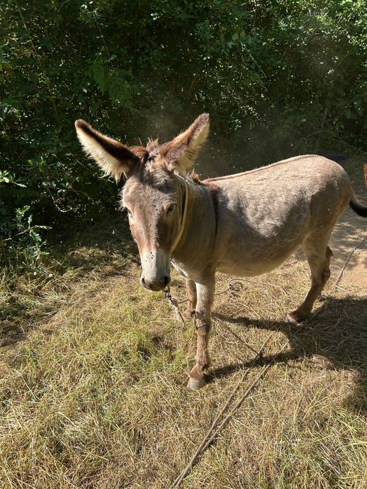 Burro macho capado muito meigo