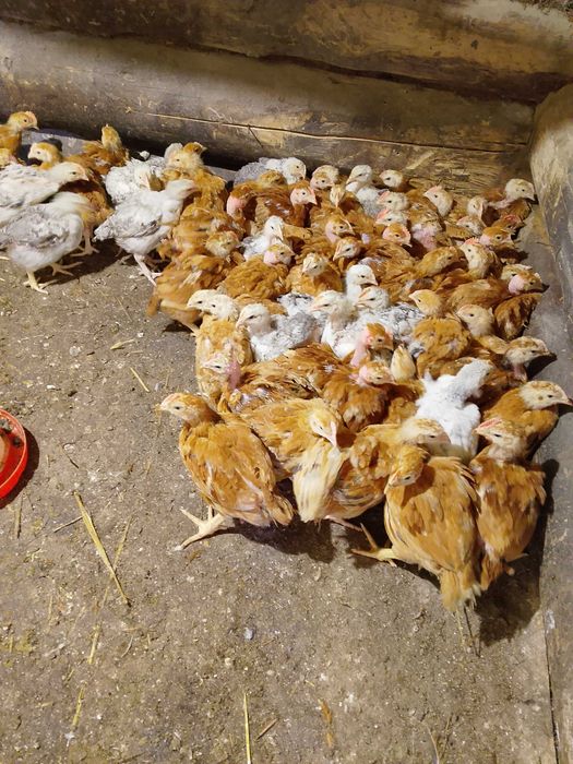 Продам курчата 2 місяці