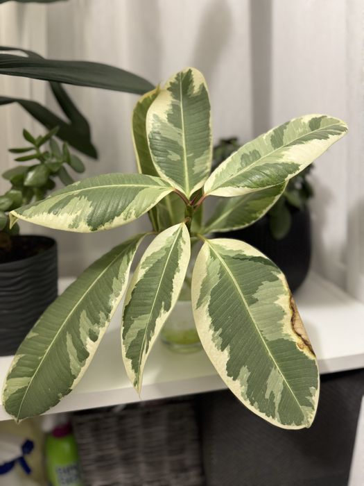 Кімнатні рослини безкоштовно