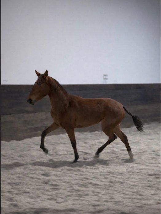Poldra PSL com livro azul