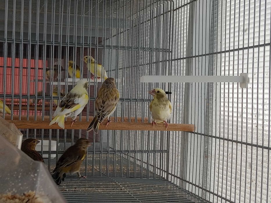 Tenho algumas aves deste ano para vender