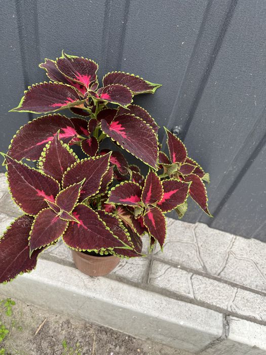 Квіти , колеус, плектрантус