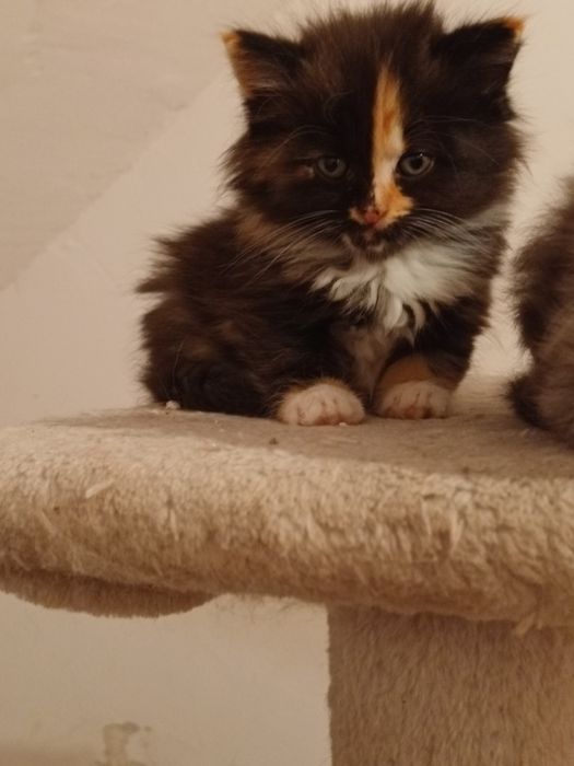 Koteczka Syberyjska.