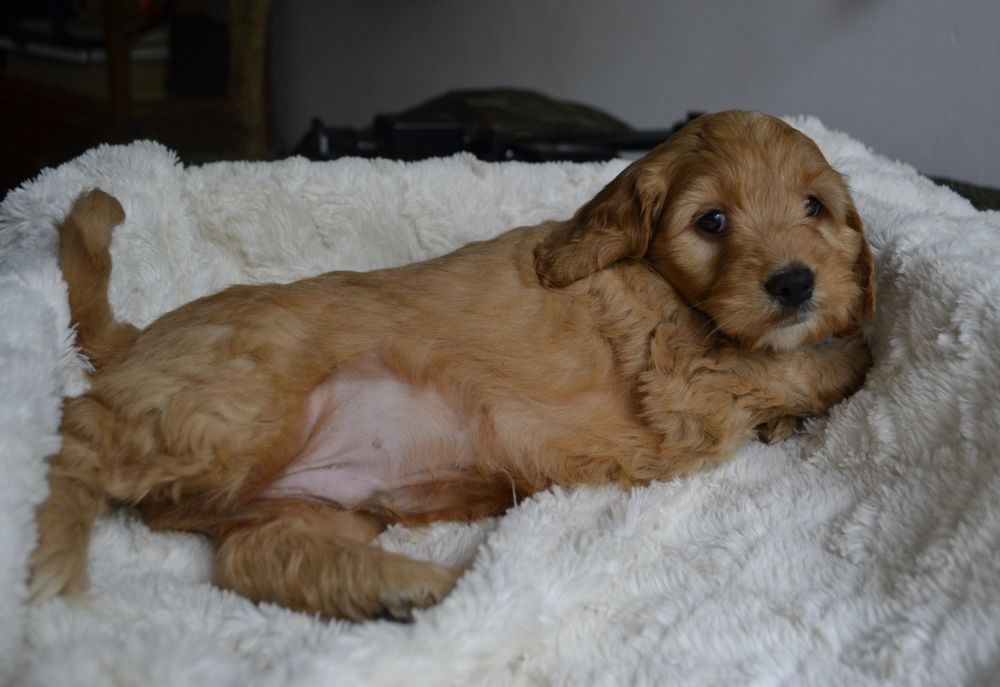 Cockapoo piesek KLEMENZ