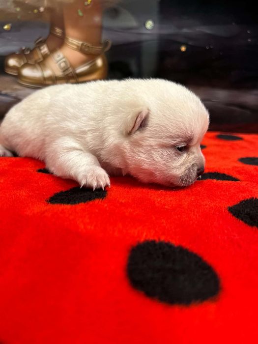 chihuahua sunia krotkowlosa