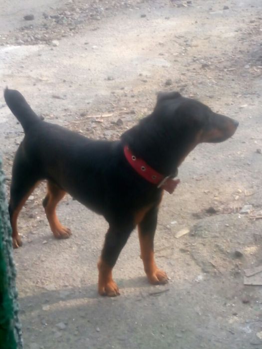 Ягдтерьер.Для вязки.