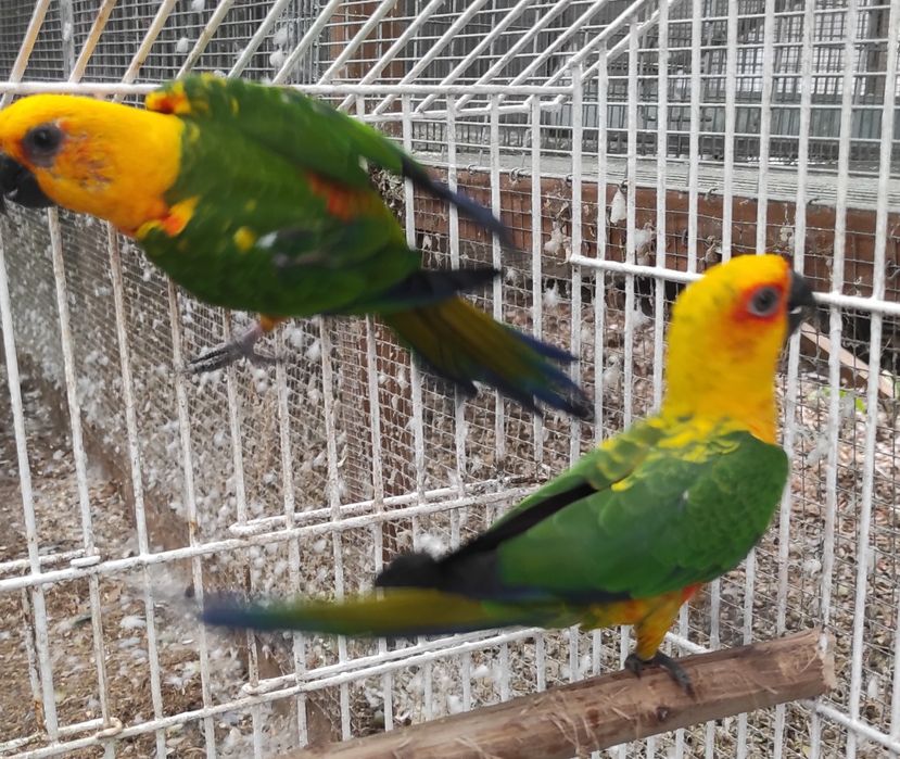Casal aratinga M 2018 F 2024