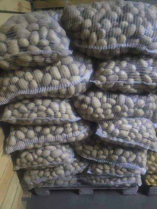 Ziemniaki Catania wielkości sadzeniaka