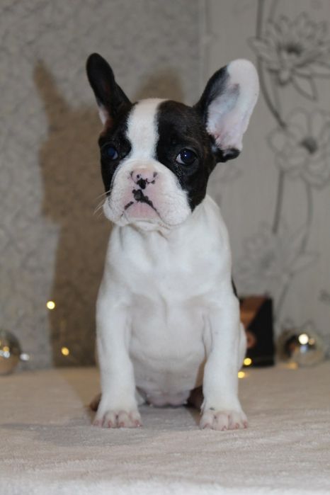 Французики генні карапузики