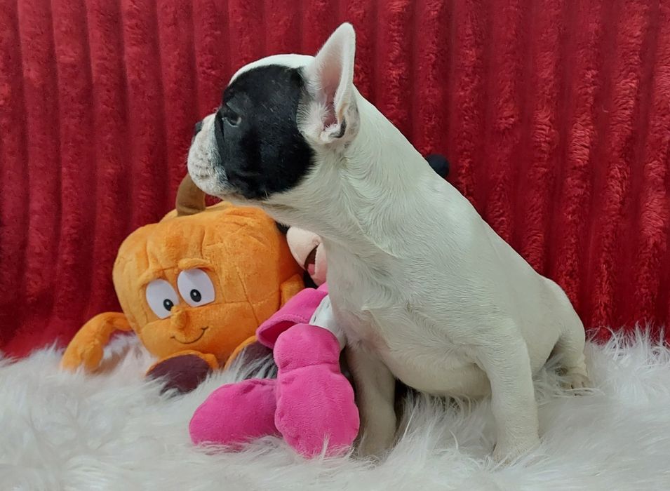 Bulldog francês menina