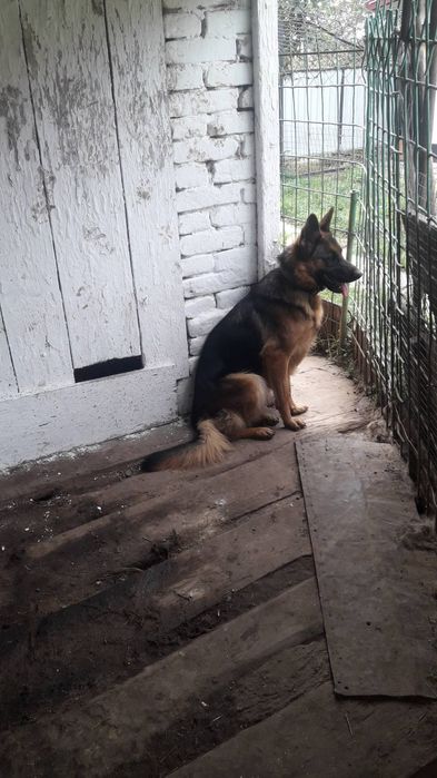 Продам німецьку вівчарку дівчинку