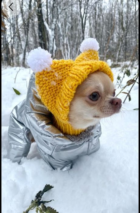 Шапочка для собак