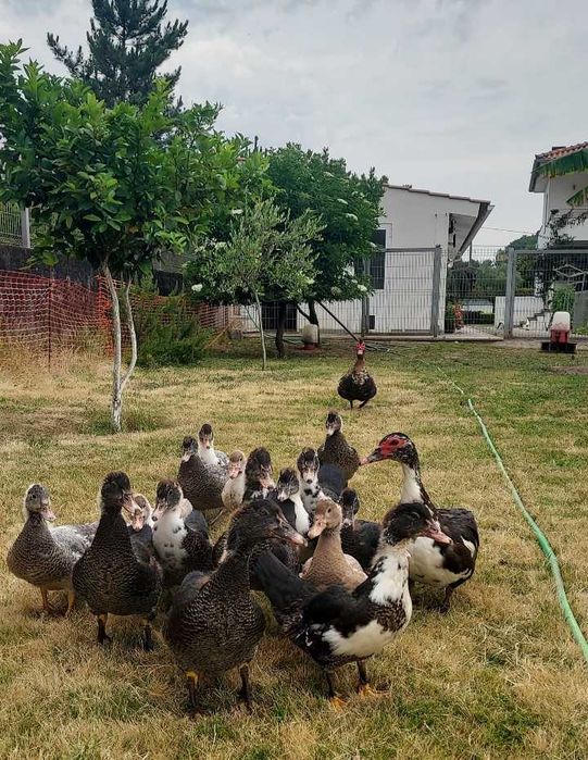 Vendo Patos Mudos Adultos e Patinhos