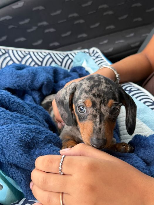 Dachshund Teckel