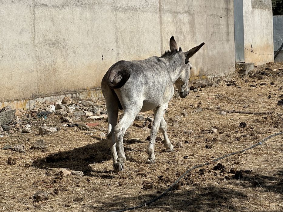Burro pequeno Montada e Engatado