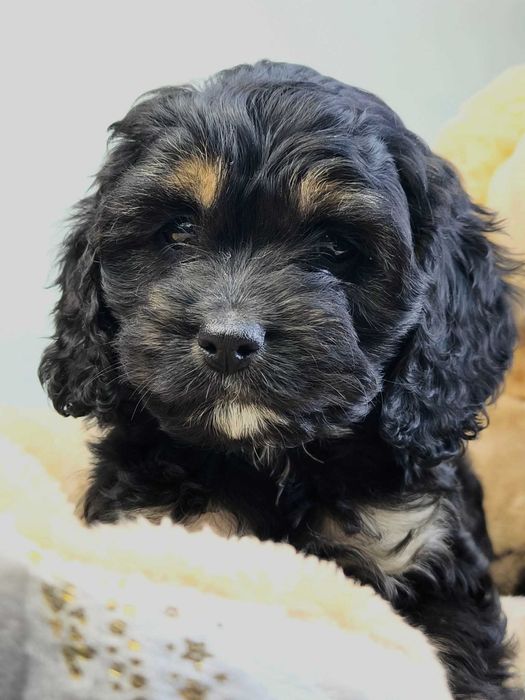 Pudel & cocker spaniel  COCKAPOO wyjątkowe
