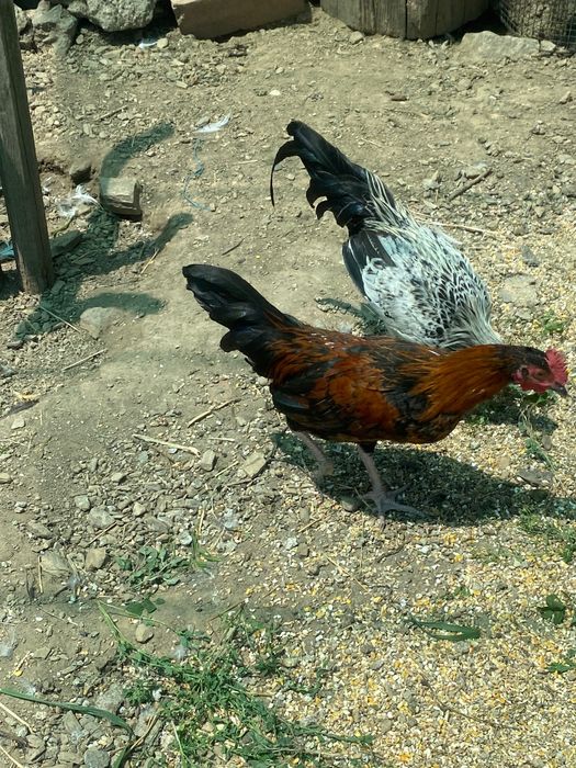 Garnizos fénix adultos e jovens