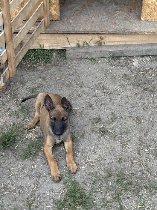 Owczarek Belgijski Malinois