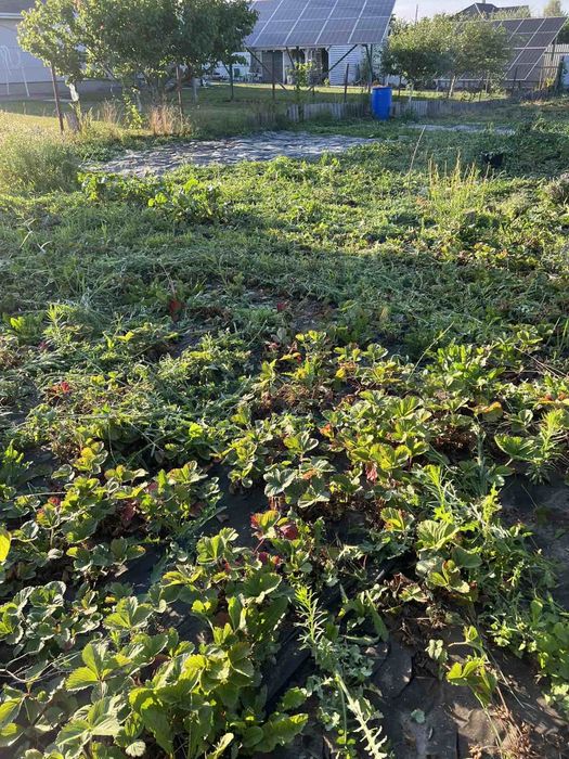 Продам участок (ділянку)