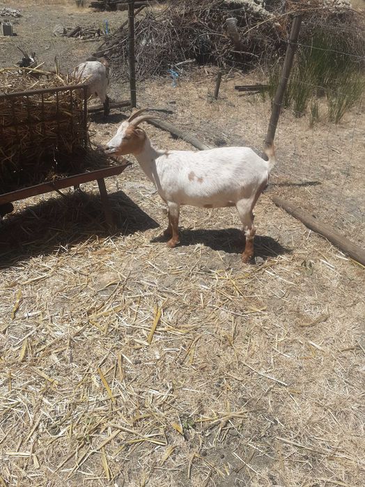 Animais da quinta