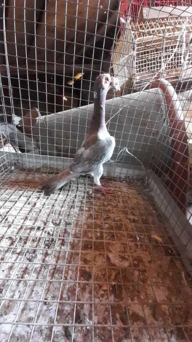 Kariery samce i samice.