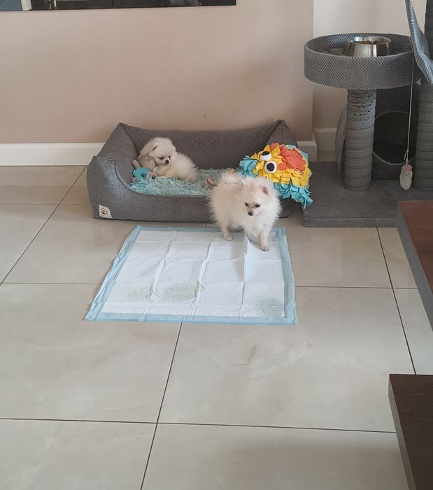 Szpic miniaturowy Pomeranian drobniutki piesek