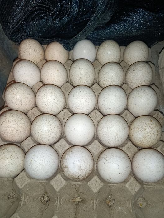 Ovos de peru para incubação