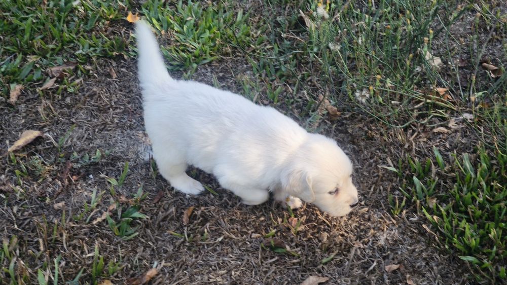 Golden Retriever   disponível.