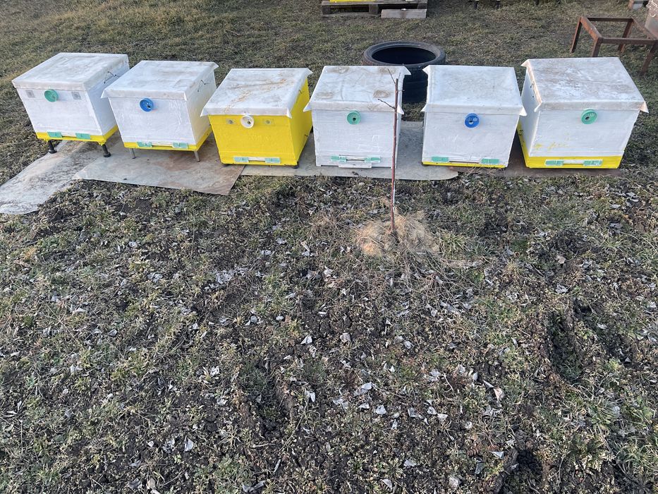 Бджолині вулики  в обмін на відводки бджол